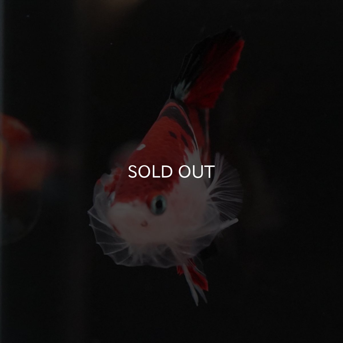 画像18: HMPK　鯉 (18)