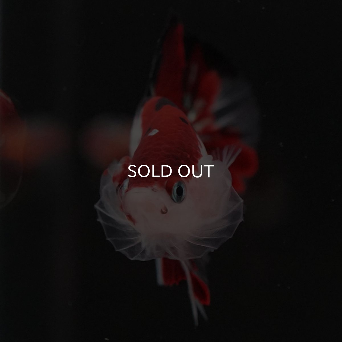 画像17: HMPK　鯉 (17)