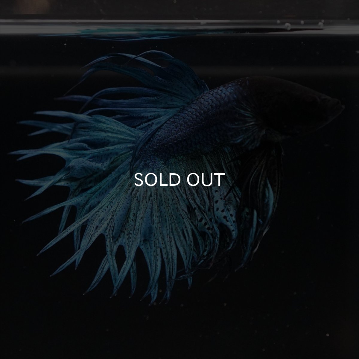 画像4: KCT　キングクラウン　ブルー (4)