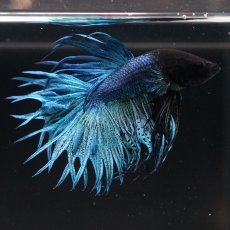 画像4: KCT　キングクラウン　ブルー (4)