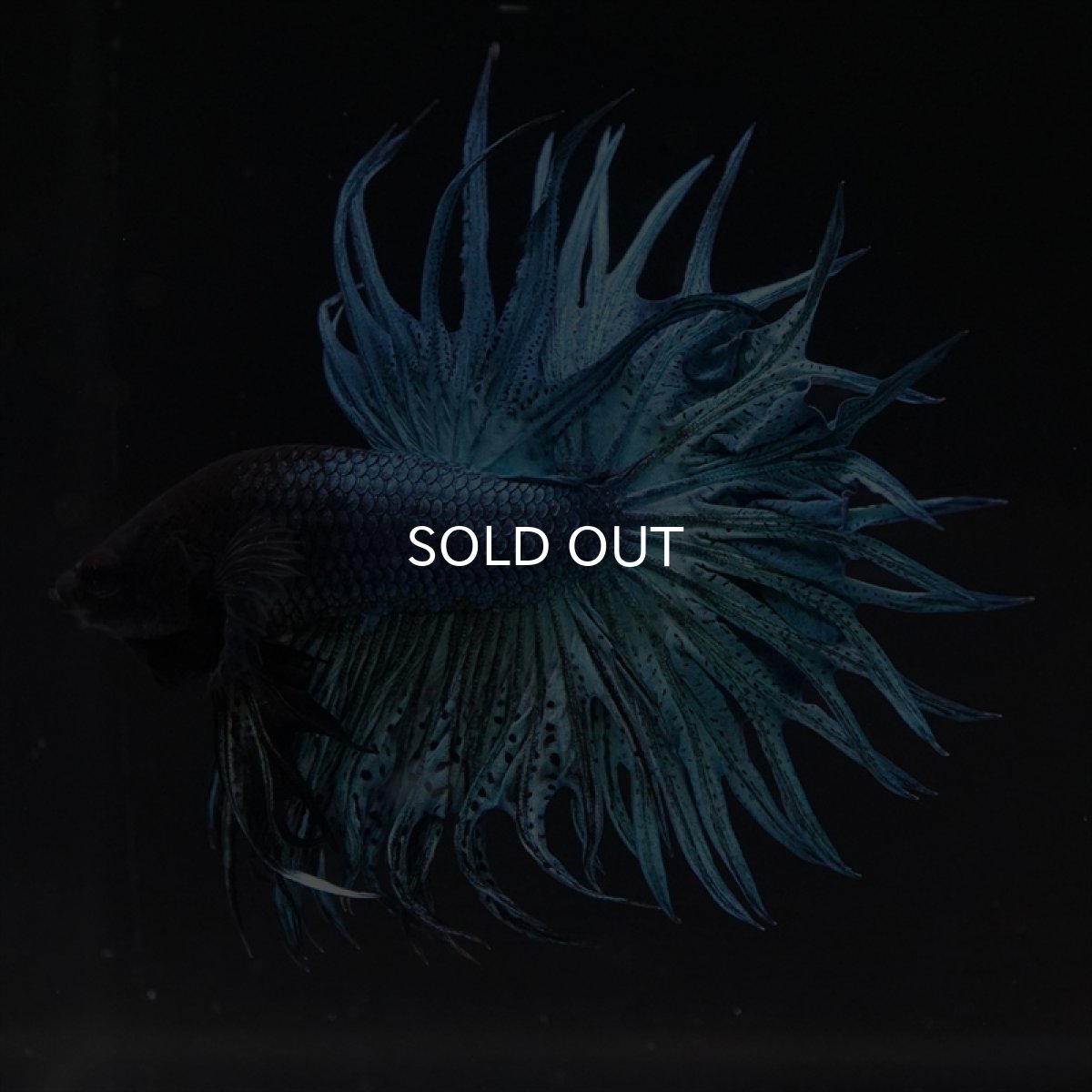 画像7: KCT　キングクラウン　ブルー (7)