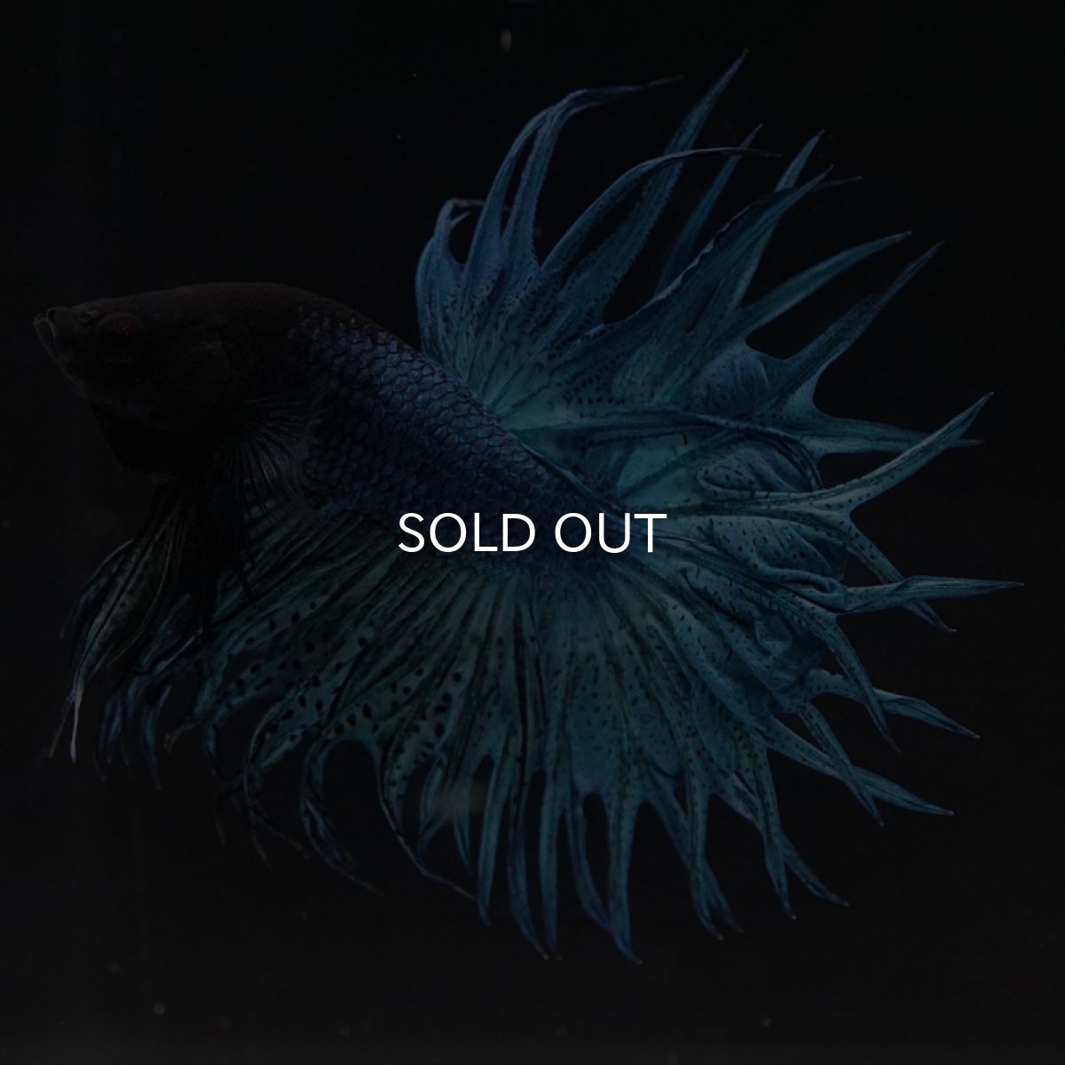 画像2: KCT　キングクラウン　ブルー (2)