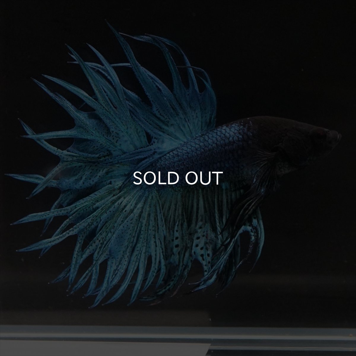 画像6: KCT　キングクラウン　ブルー (6)