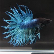 画像6: KCT　キングクラウン　ブルー (6)
