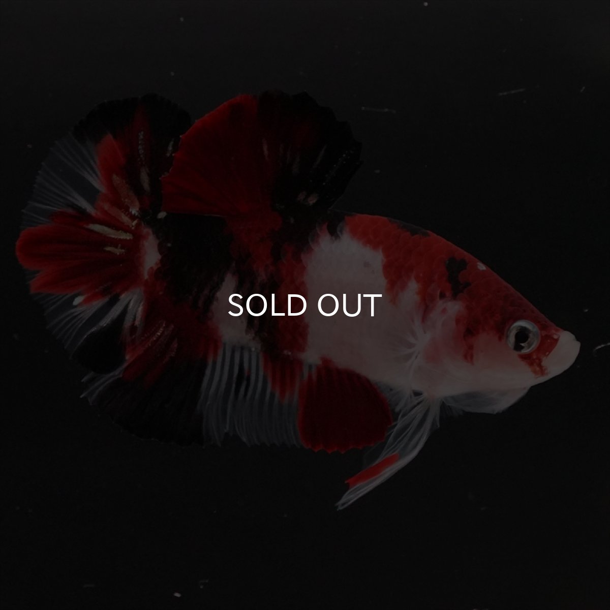 画像16: HMPK　鯉 (16)