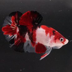 画像16: HMPK　鯉 (16)