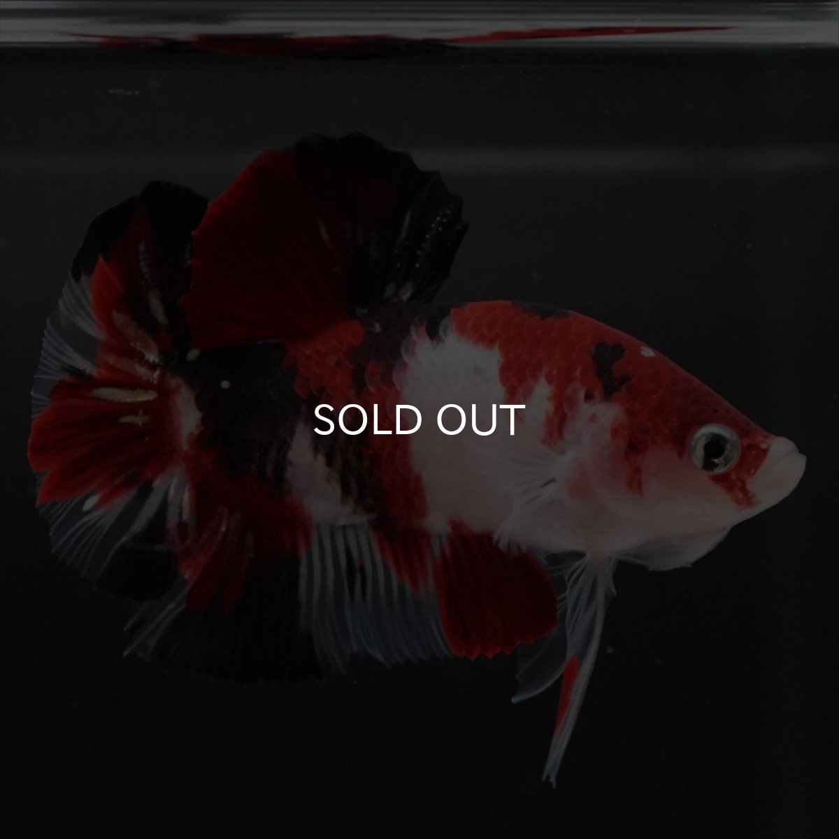 画像15: HMPK　鯉 (15)