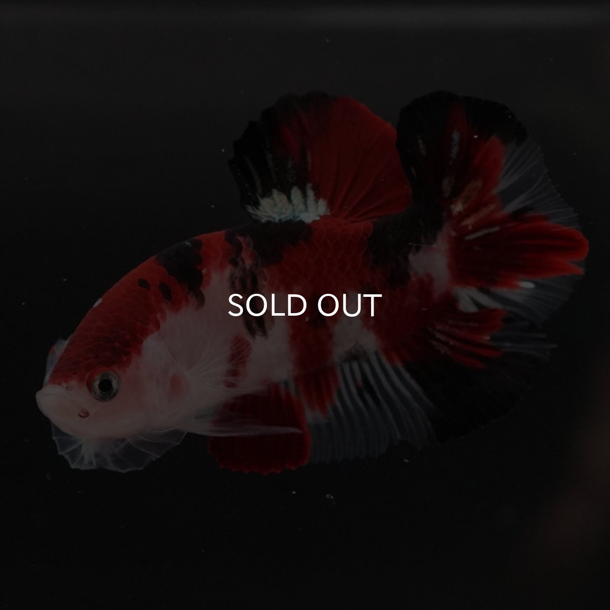 画像14: HMPK　鯉 (14)