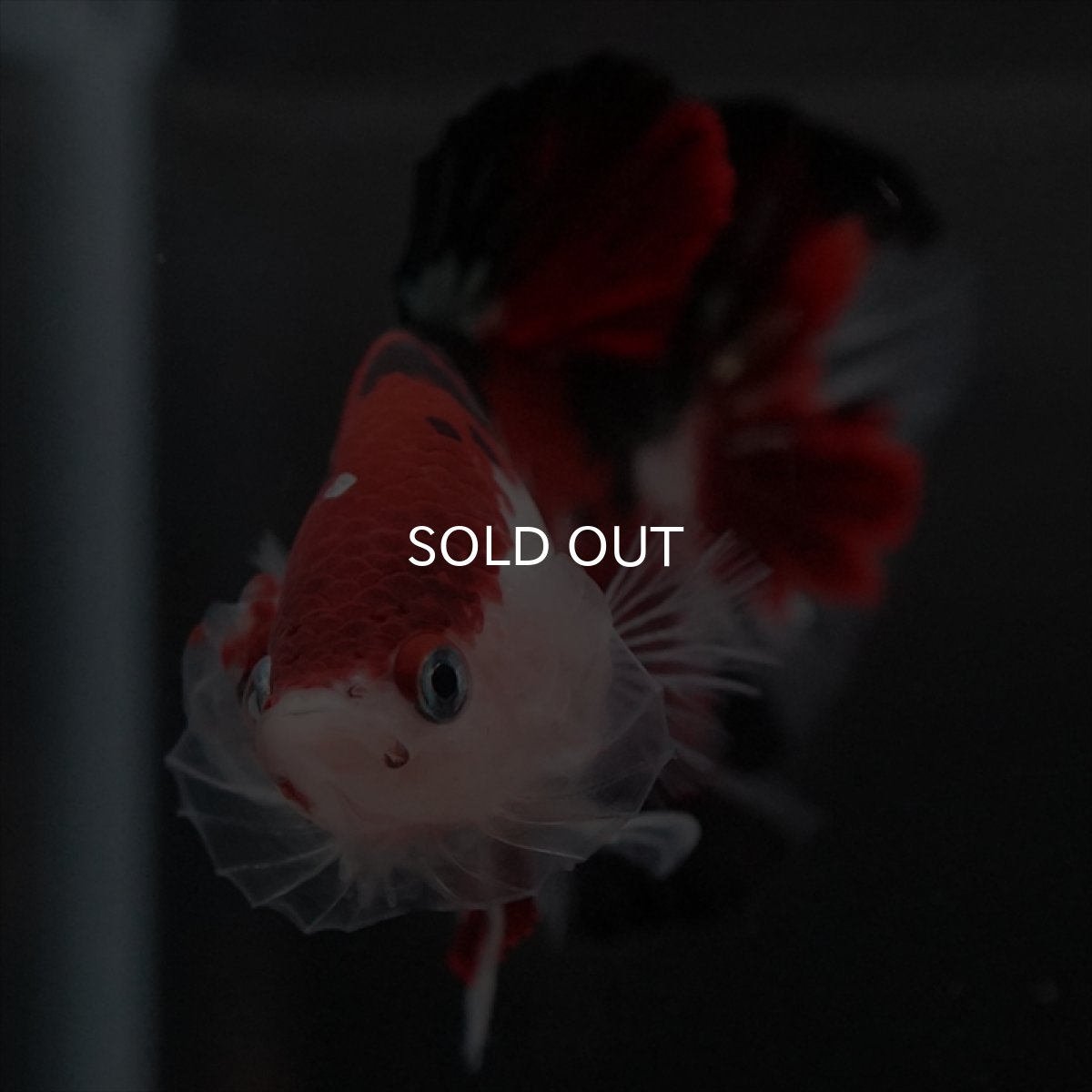 画像3: HMPK　鯉 (3)