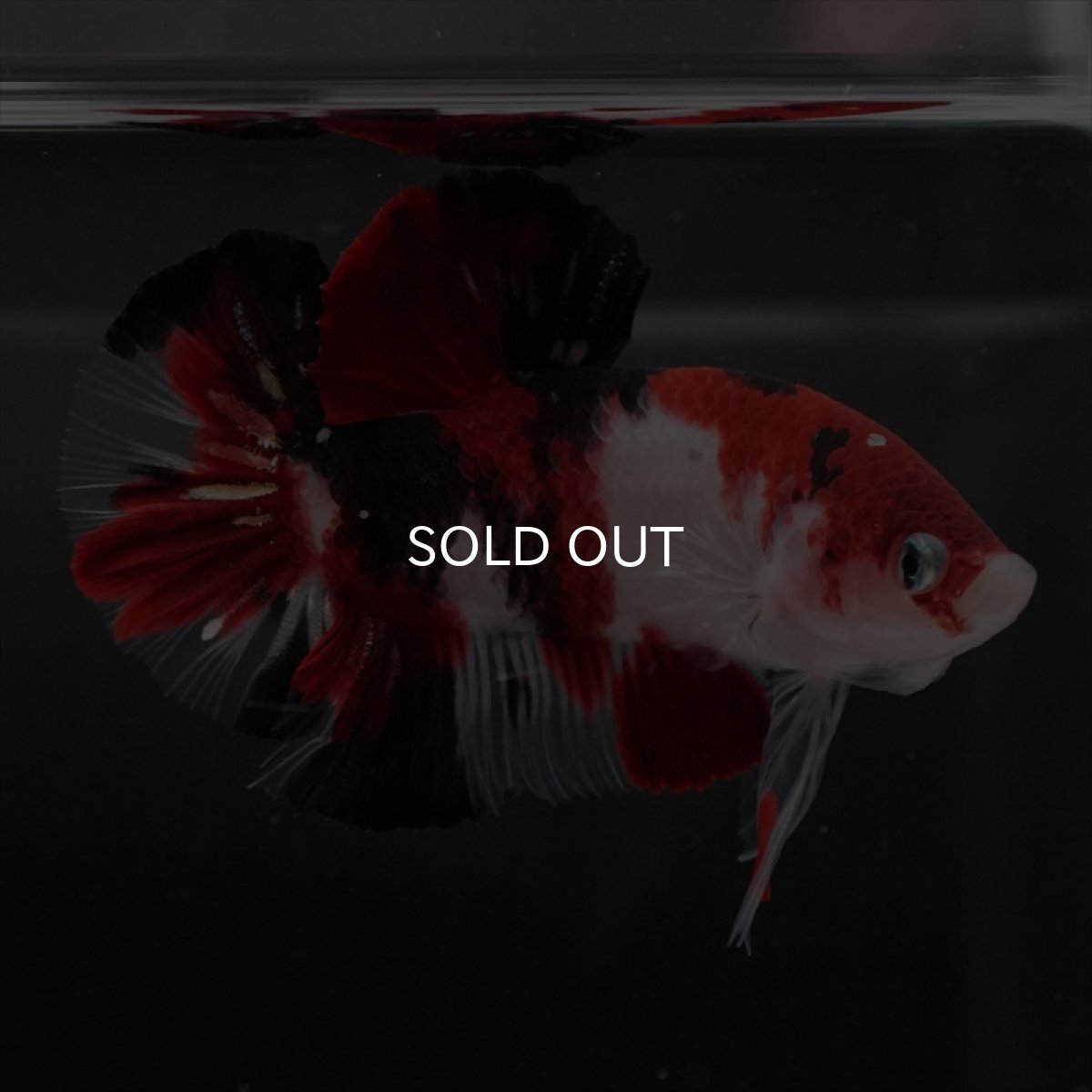 画像2: HMPK　鯉 (2)