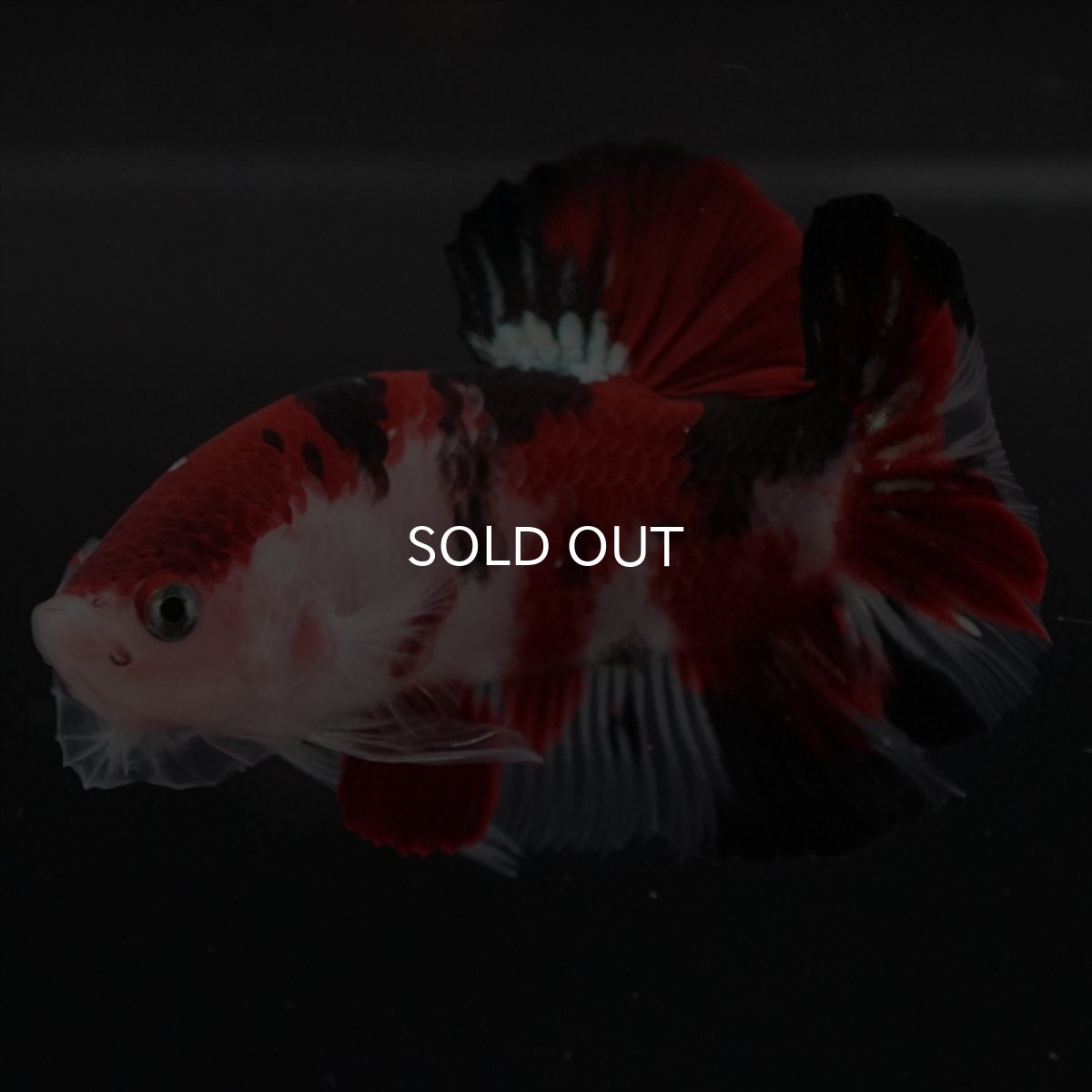 画像12: HMPK　鯉 (12)