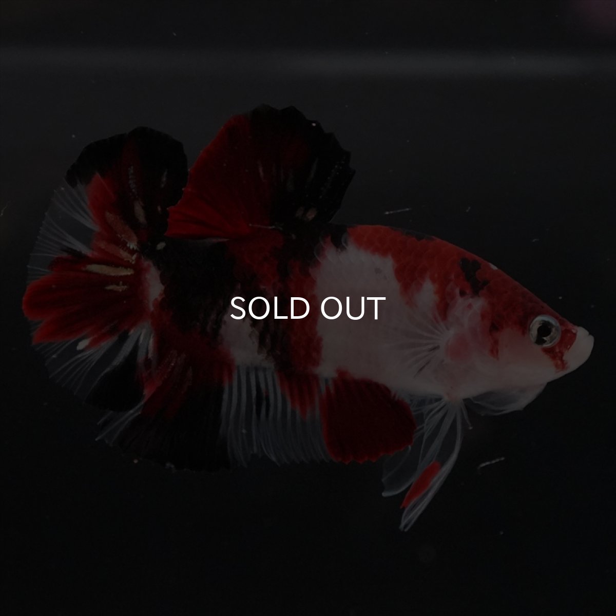 画像11: HMPK　鯉 (11)