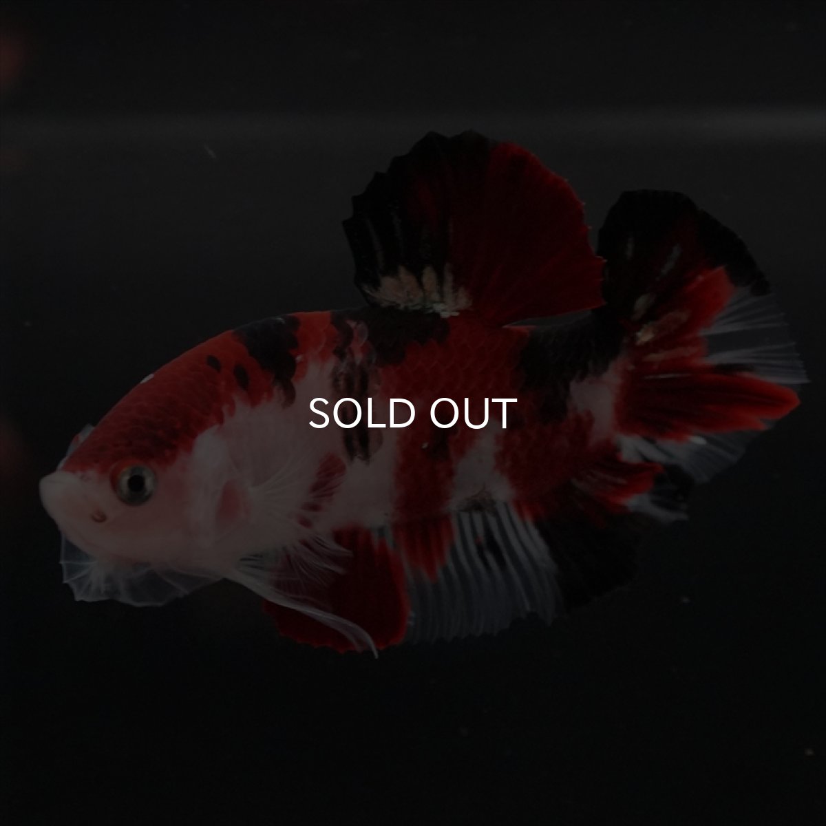 画像10: HMPK　鯉 (10)