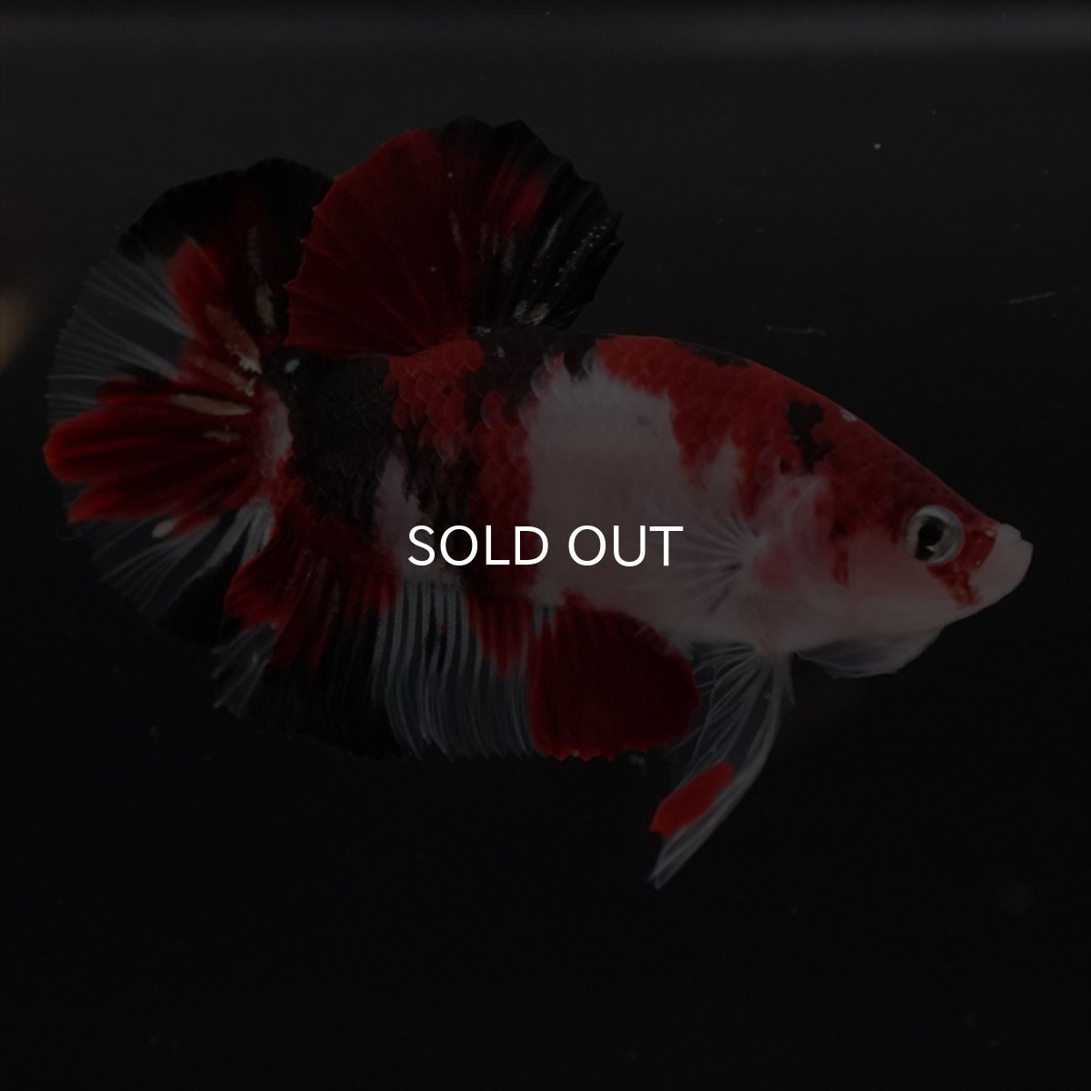 画像9: HMPK　鯉 (9)