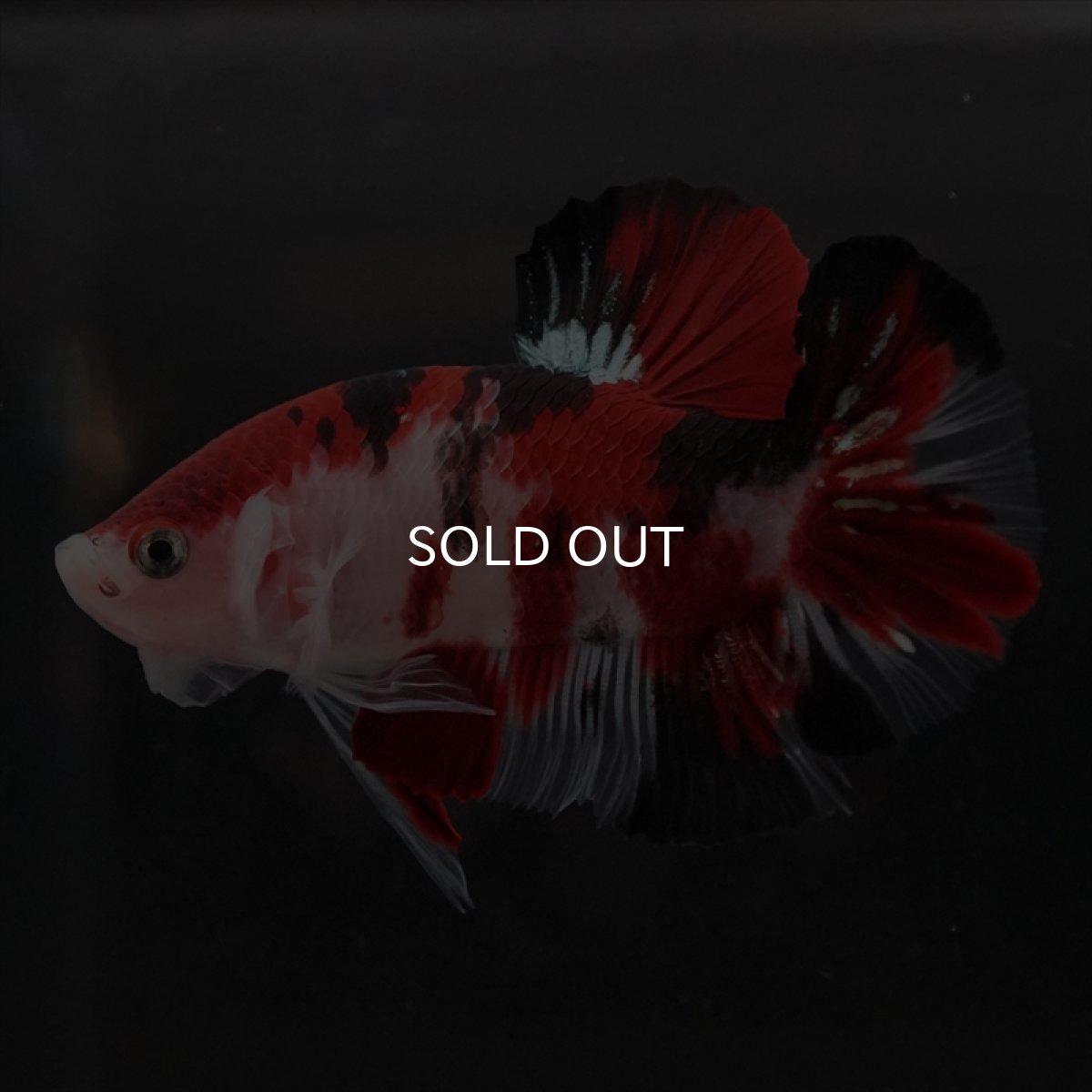 画像8: HMPK　鯉 (8)