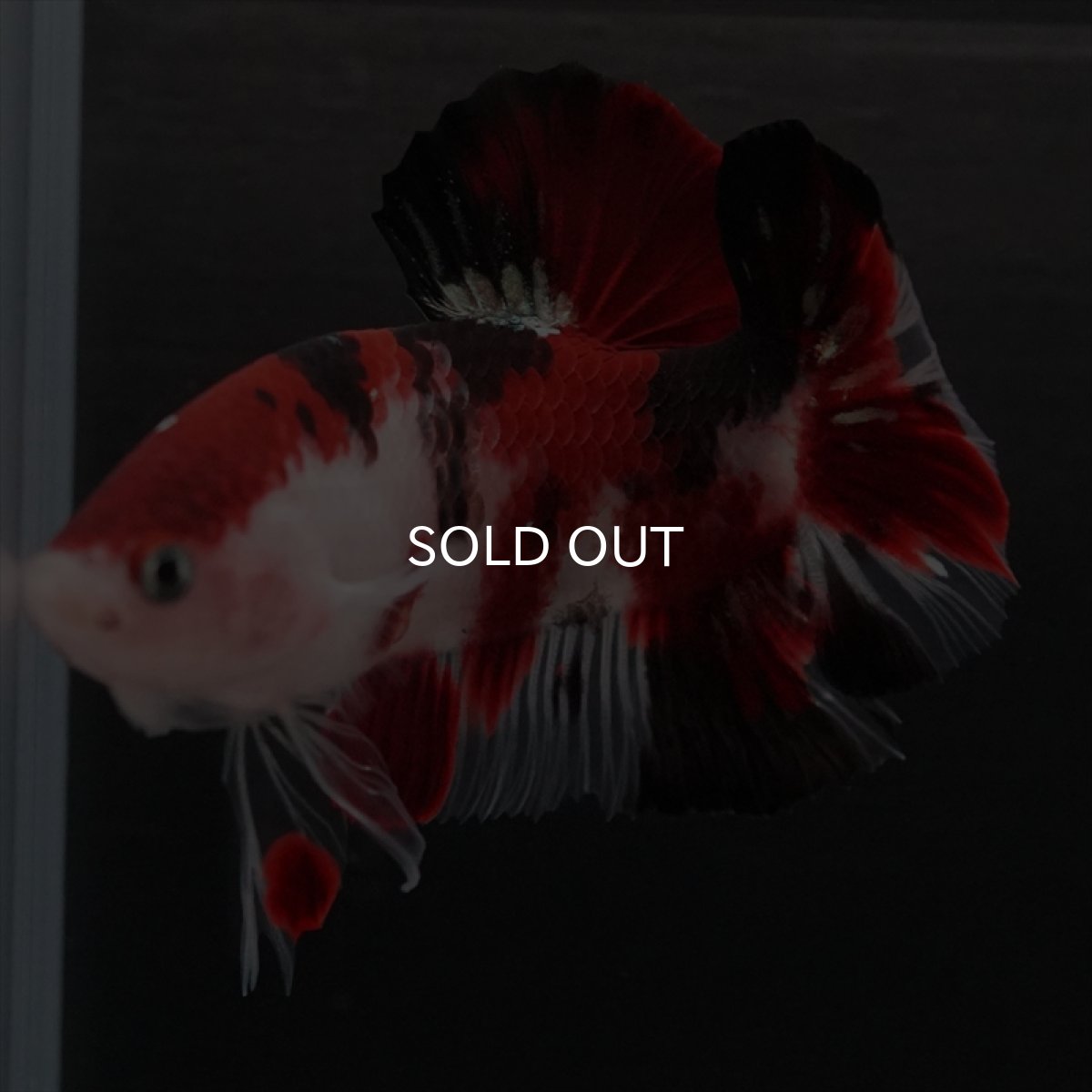 画像7: HMPK　鯉 (7)