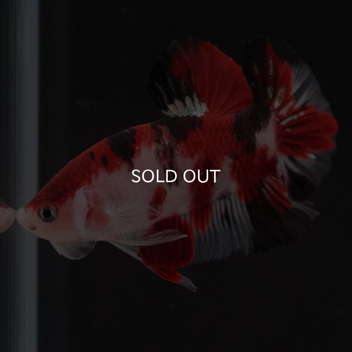 画像6: HMPK　鯉 (6)