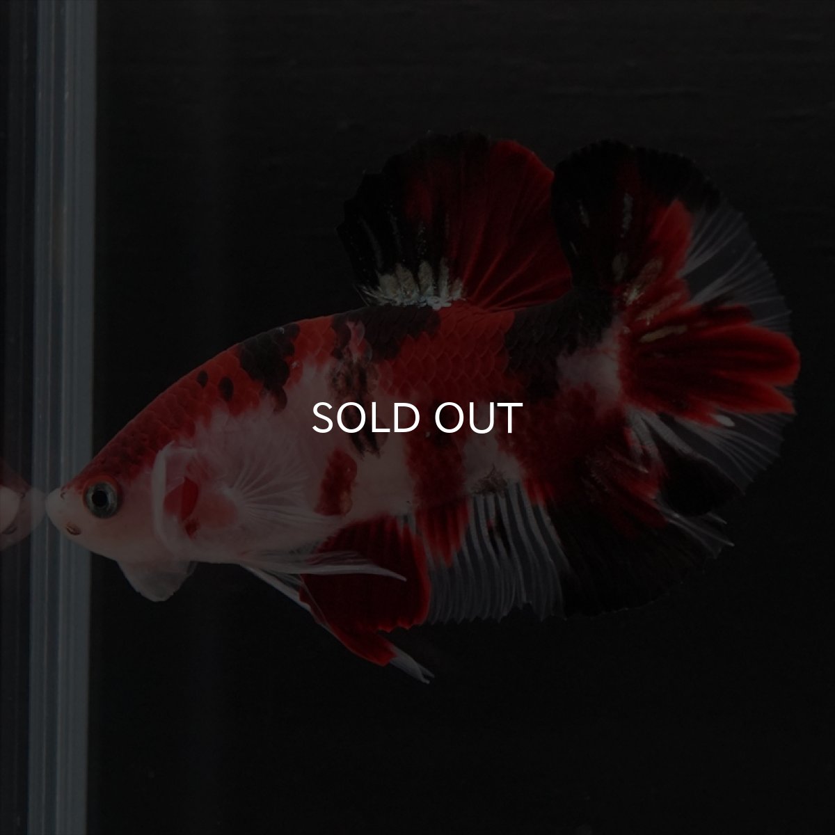 画像5: HMPK　鯉 (5)