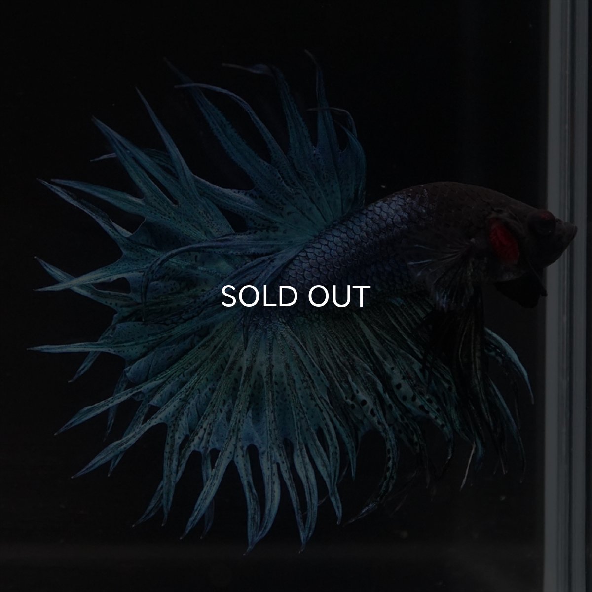 画像3: KCT　キングクラウン　ブルー (3)