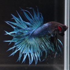 画像3: KCT　キングクラウン　ブルー (3)