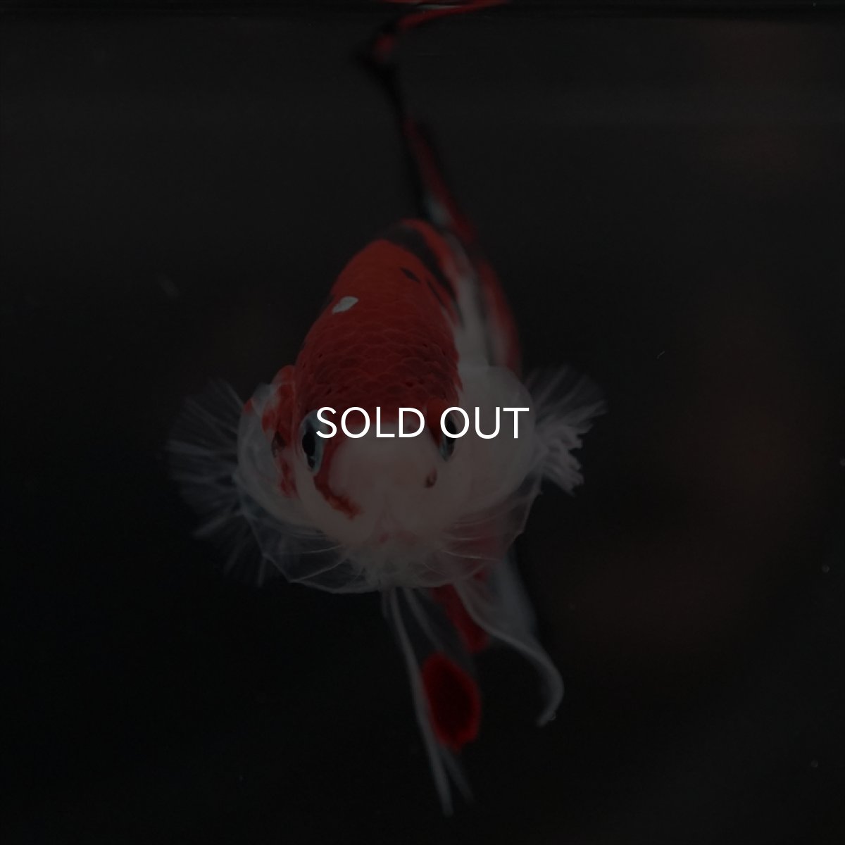 画像4: HMPK　鯉 (4)