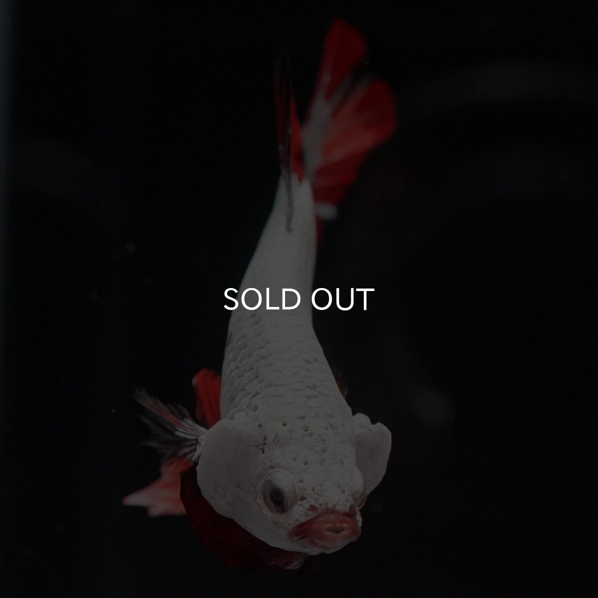 画像2: HMPK　キャンディドラゴン (2)