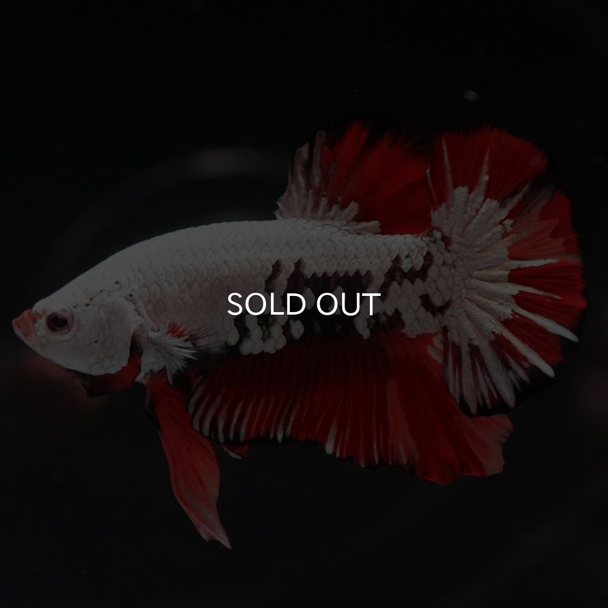 画像8: HMPK　キャンディドラゴン (8)