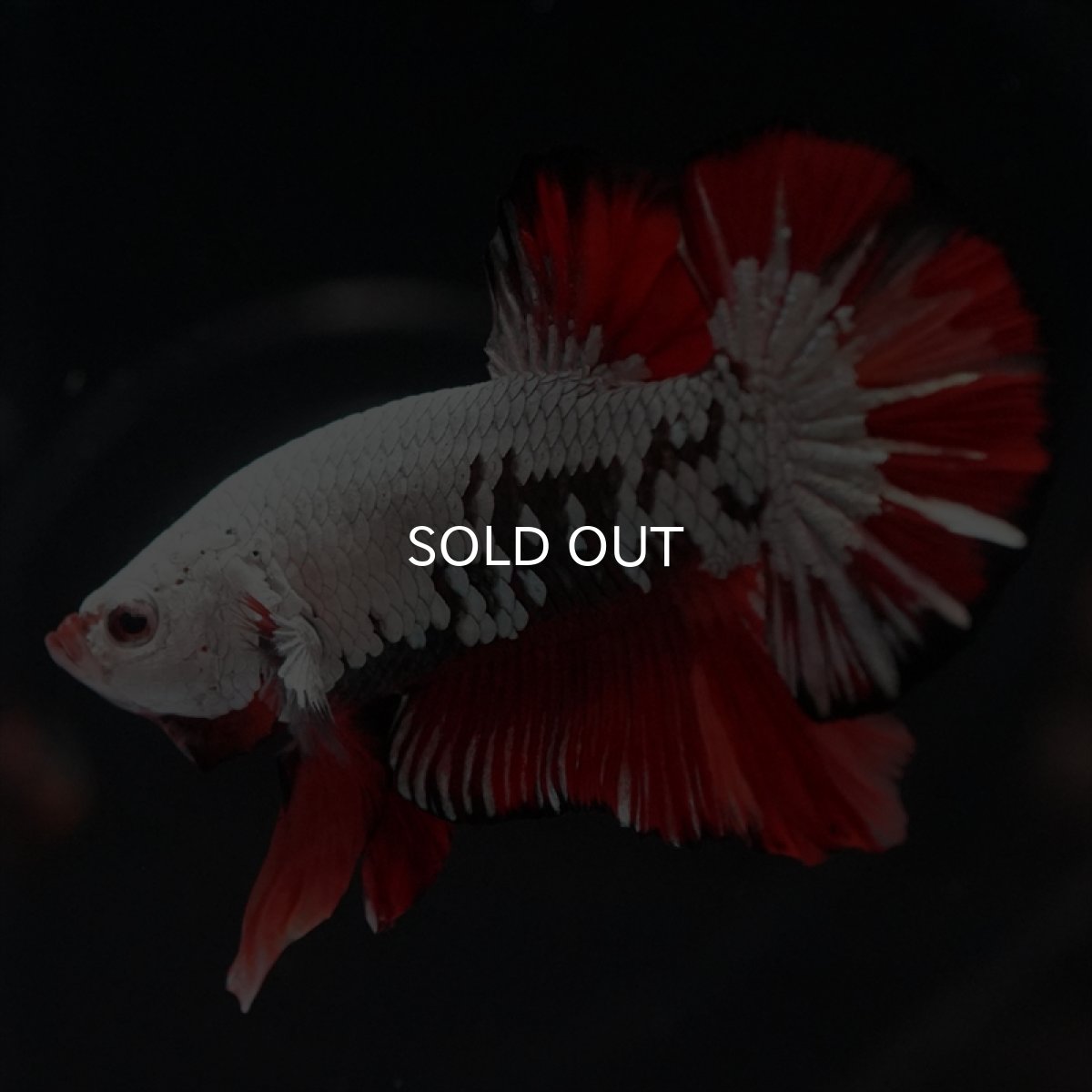 画像7: HMPK　キャンディドラゴン (7)