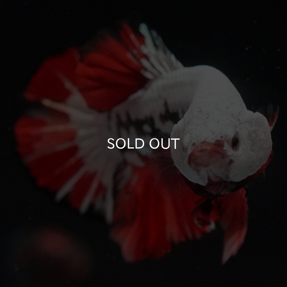 画像6: HMPK　キャンディドラゴン (6)