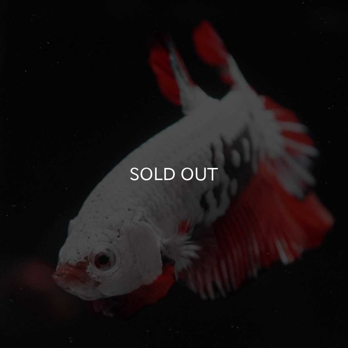 画像5: HMPK　キャンディドラゴン (5)