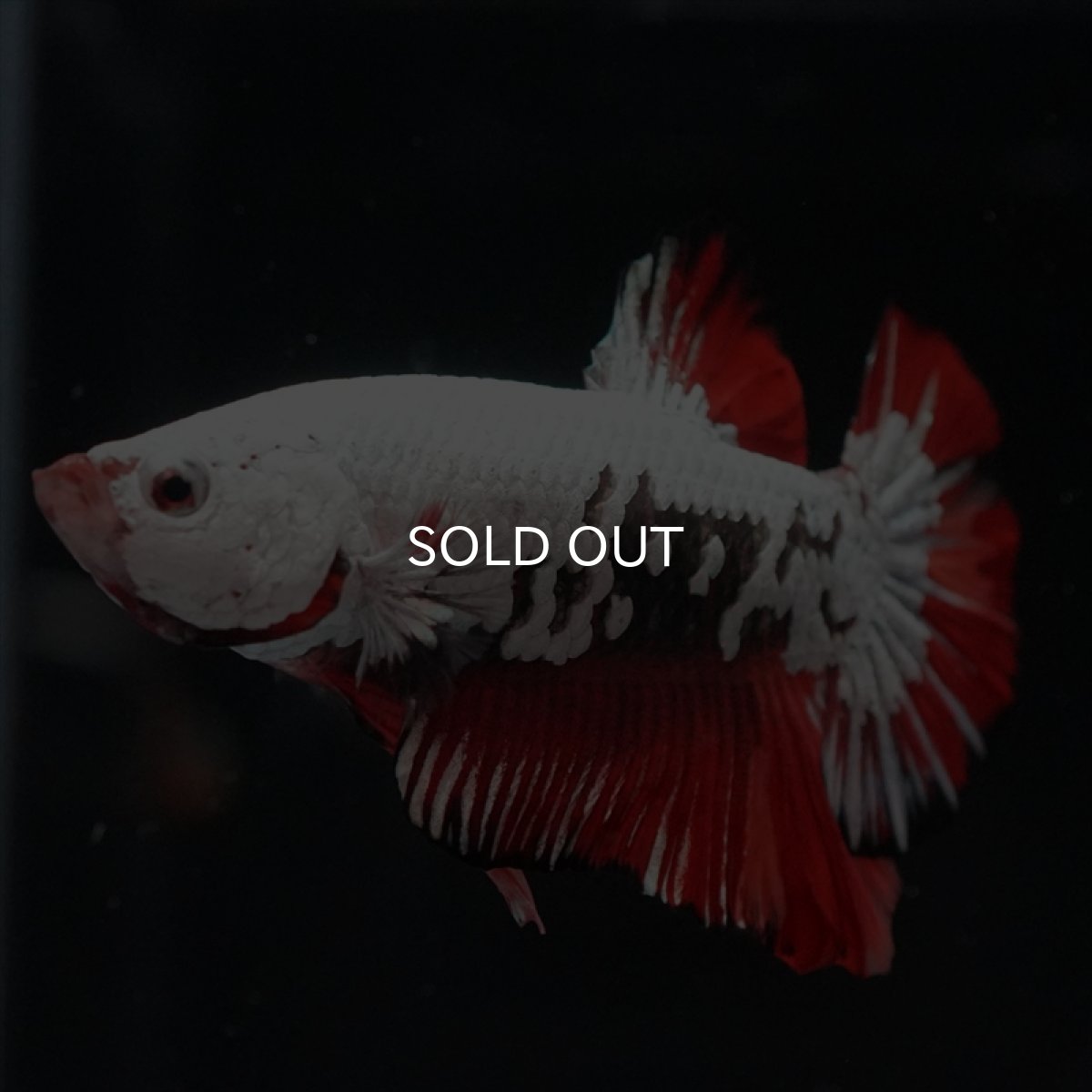 画像4: HMPK　キャンディドラゴン (4)