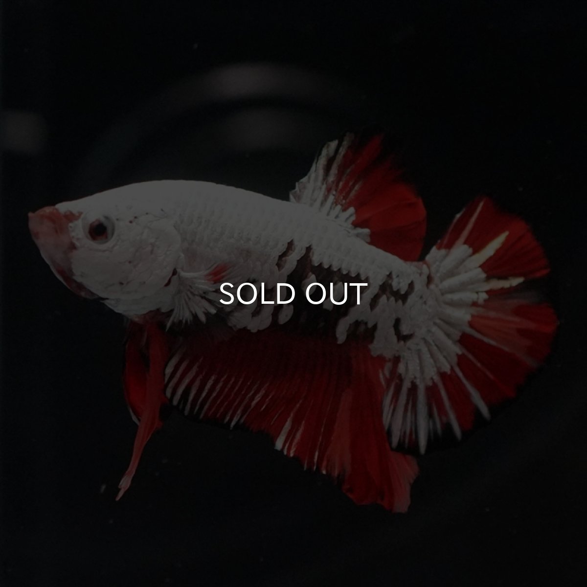 画像3: HMPK　キャンディドラゴン (3)