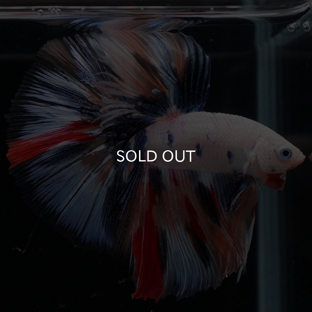 画像14: HM　キャンディレインボー (14)