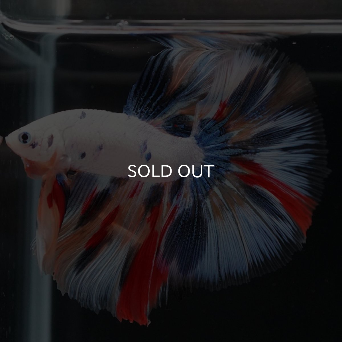 画像10: HM　キャンディレインボー (10)