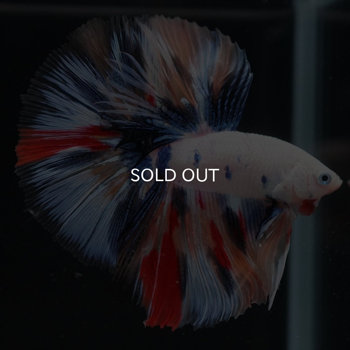 画像4: HM　キャンディレインボー (4)