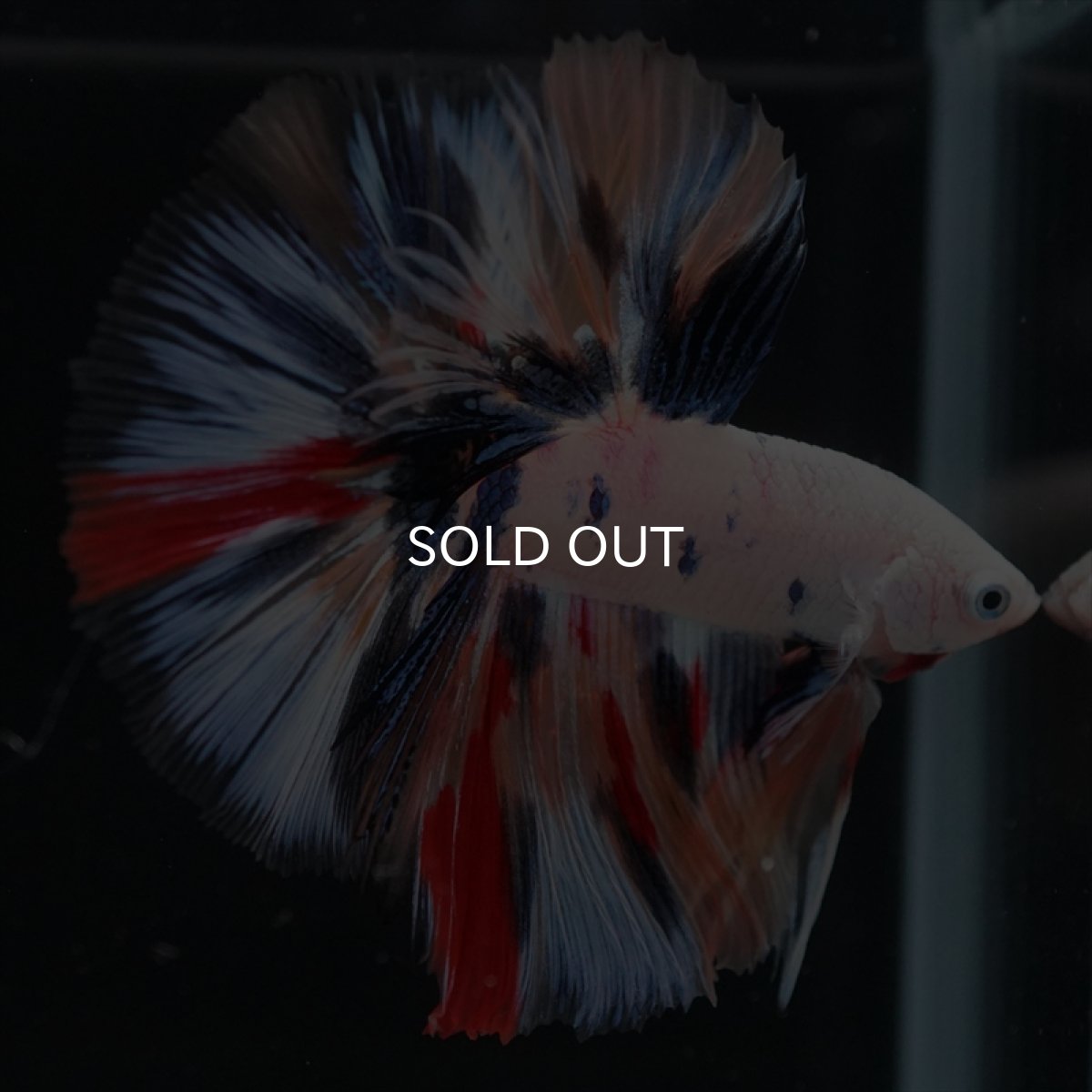 画像8: HM　キャンディレインボー (8)