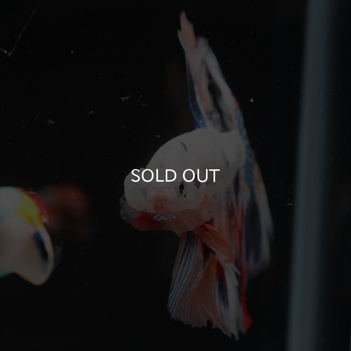 画像3: HM　キャンディレインボー (3)