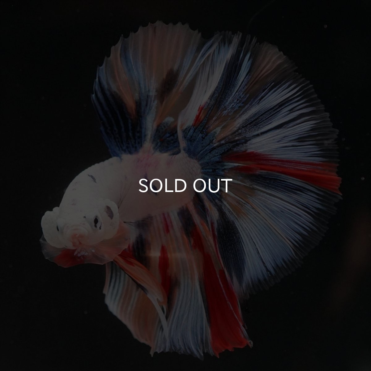 画像6: HM　キャンディレインボー (6)