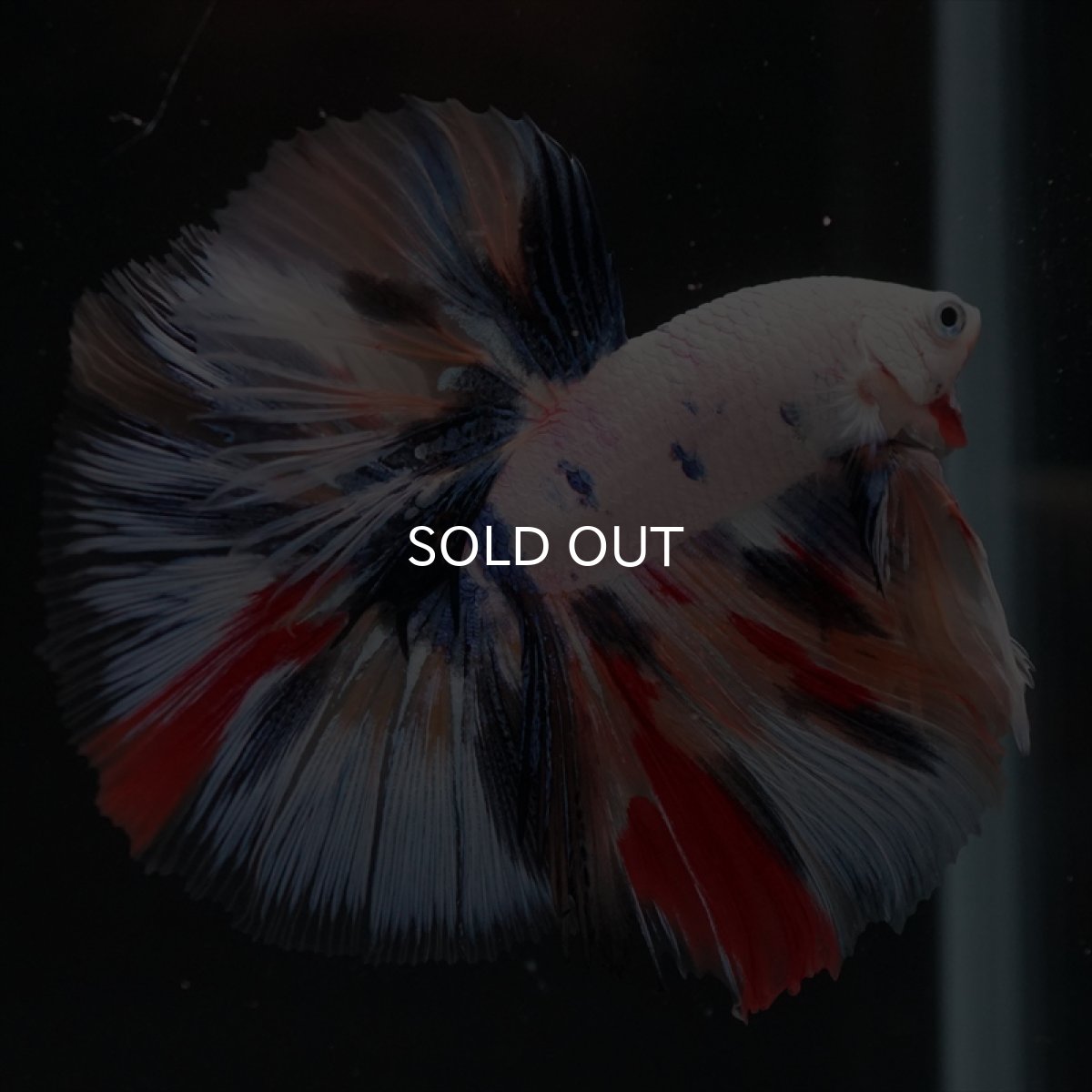 画像2: HM　キャンディレインボー (2)