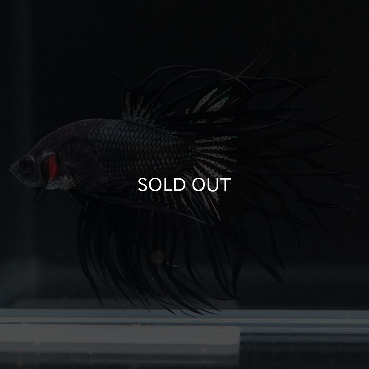 画像15: KCT　キングクラウン　ブラックカッパー (15)