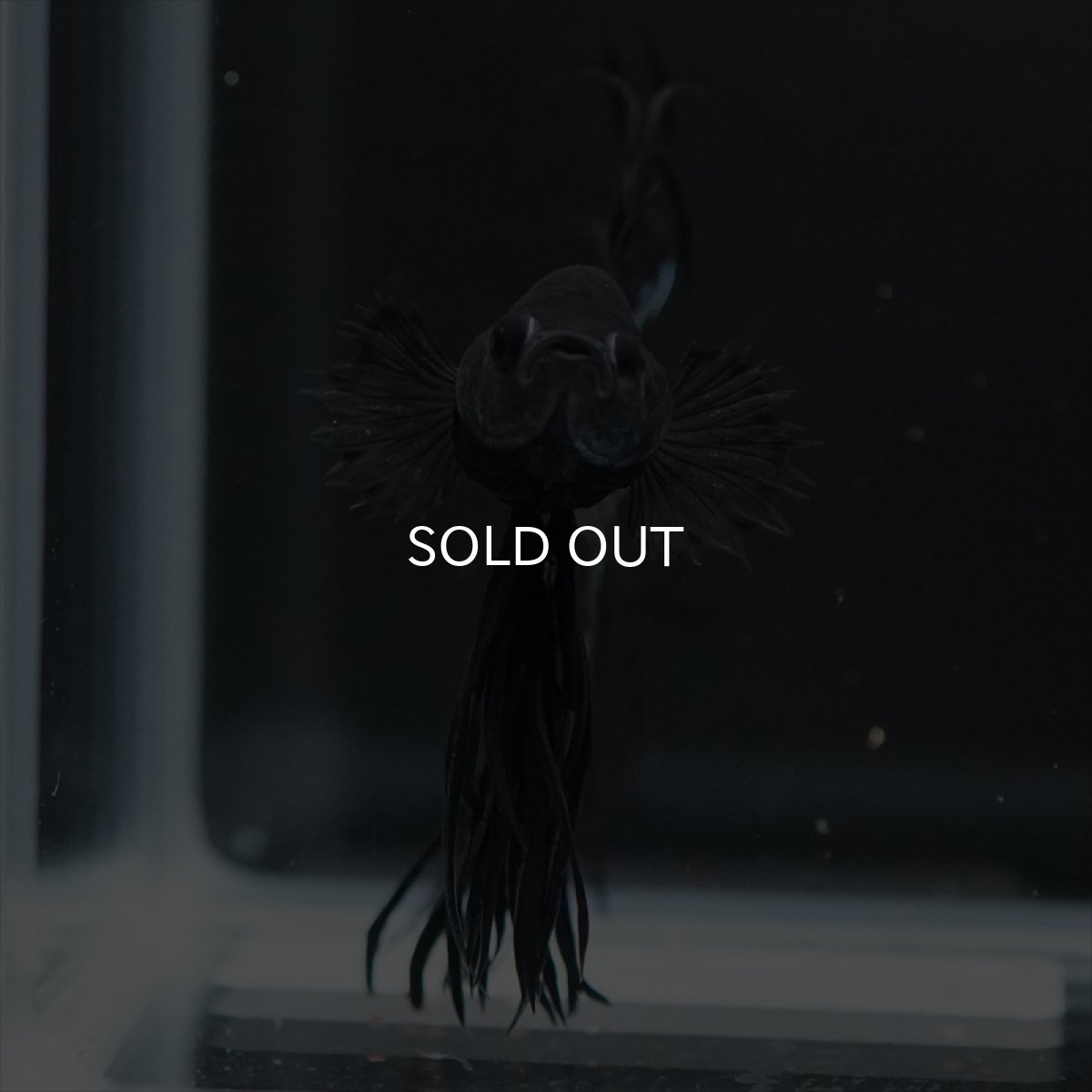 画像14: KCT　キングクラウン　ブラックカッパー (14)