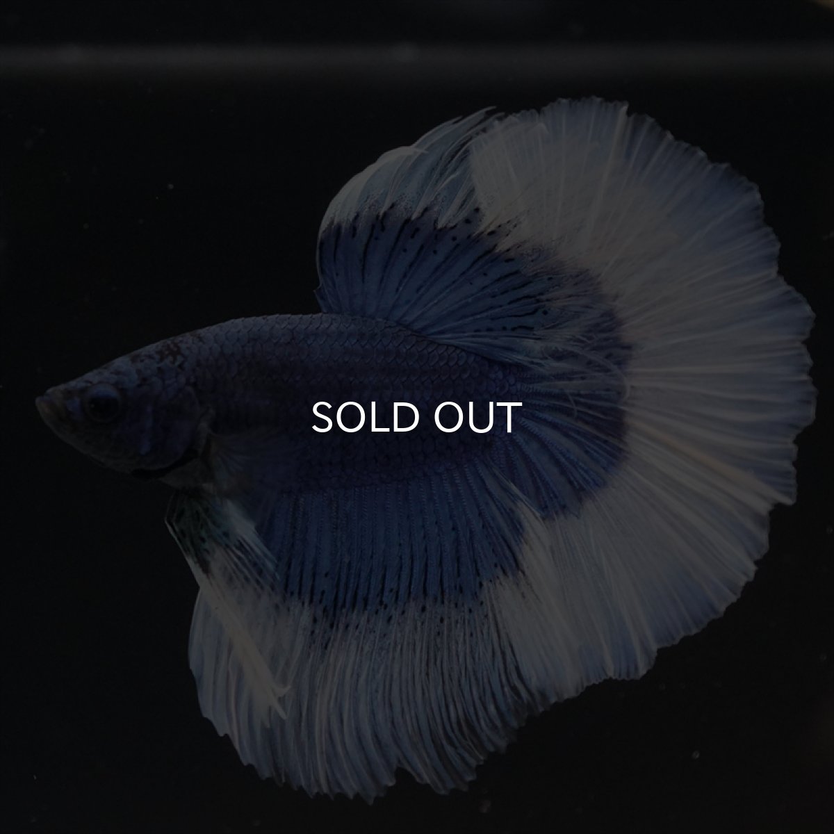 画像10: HM　ブルーバタフライ (10)