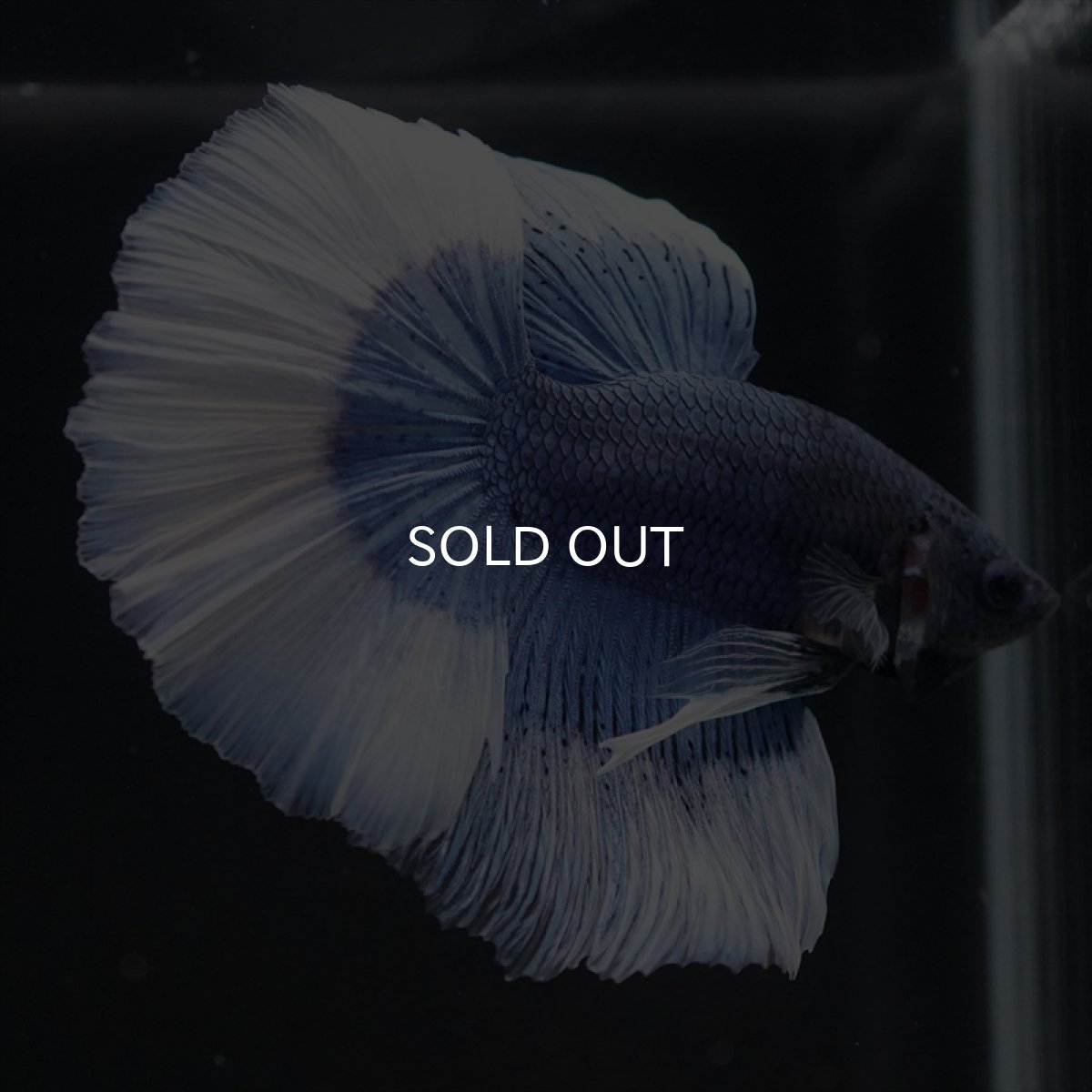 画像9: HM　ブルーバタフライ (9)