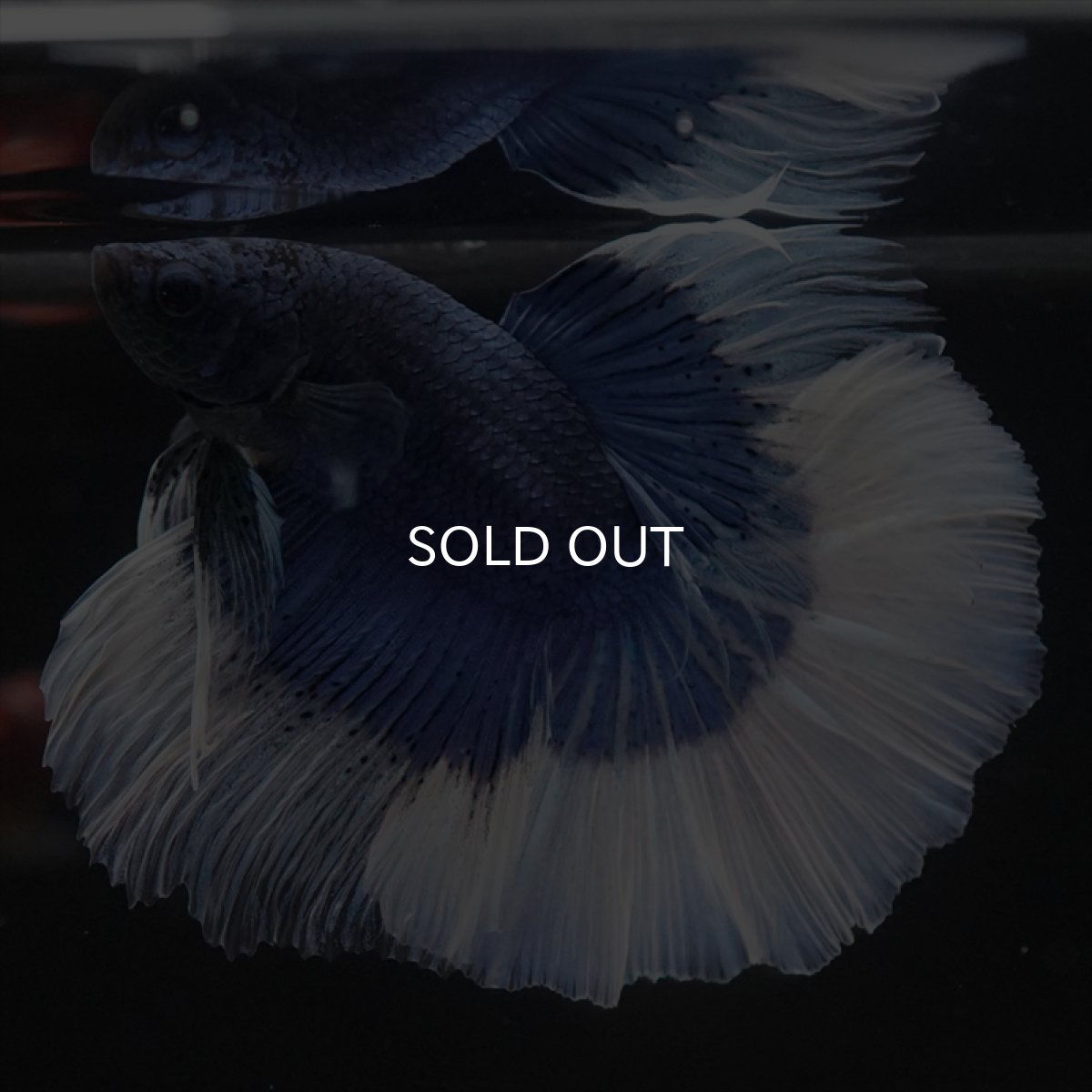 画像8: HM　ブルーバタフライ (8)