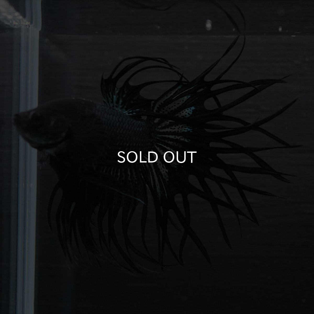 画像2: KCT　キングクラウン　ブラックカッパー (2)