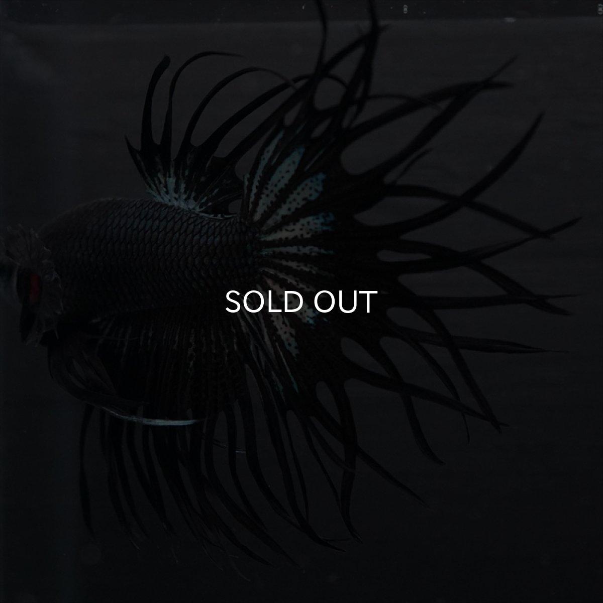 画像13: KCT　キングクラウン　ブラックカッパー (13)