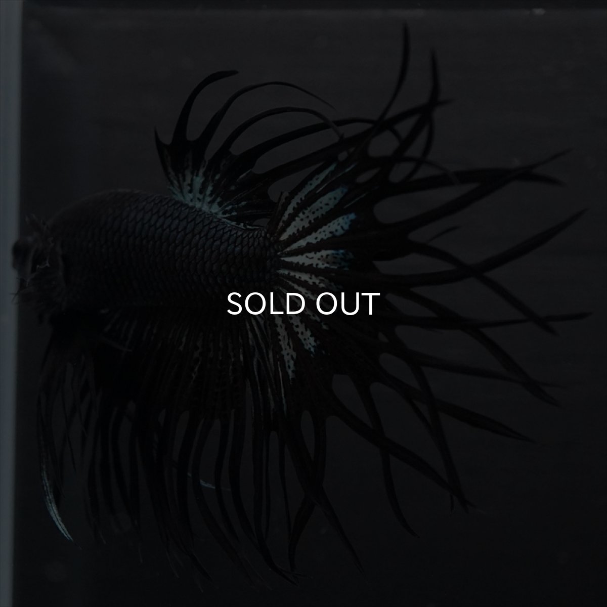 画像12: KCT　キングクラウン　ブラックカッパー (12)