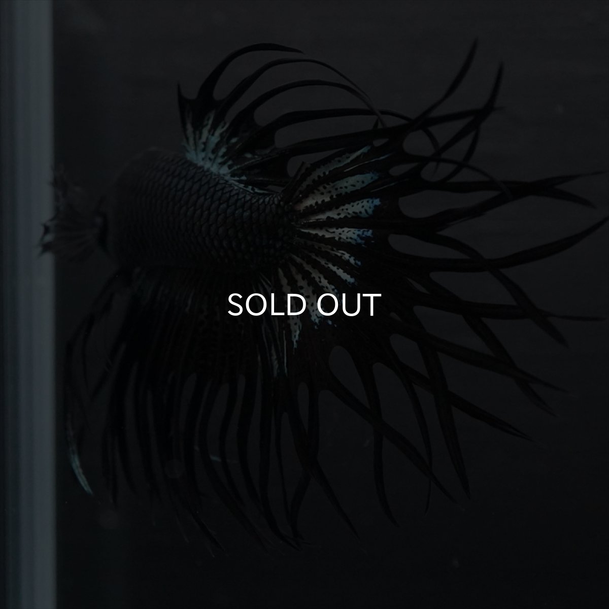 画像11: KCT　キングクラウン　ブラックカッパー (11)