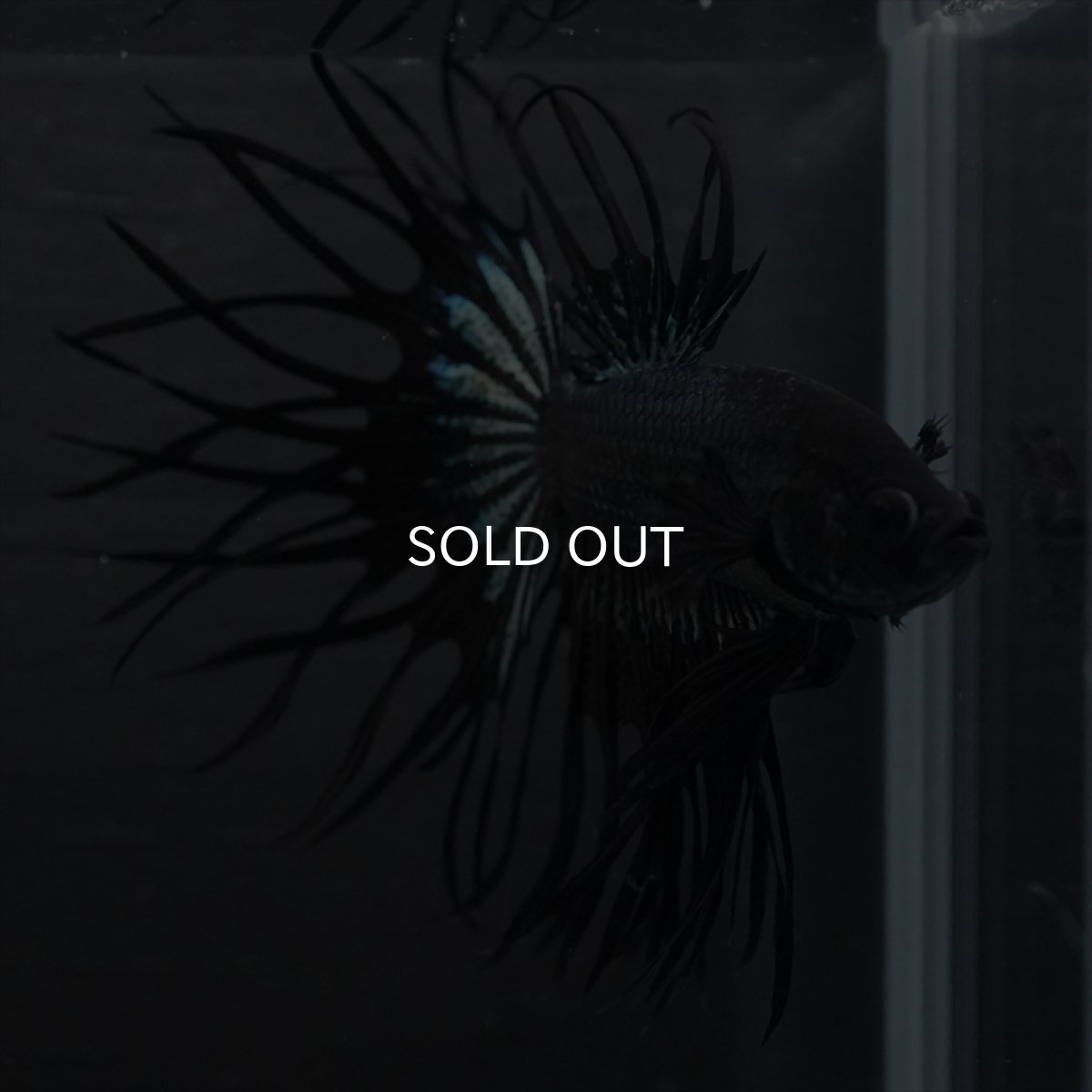 画像10: KCT　キングクラウン　ブラックカッパー (10)