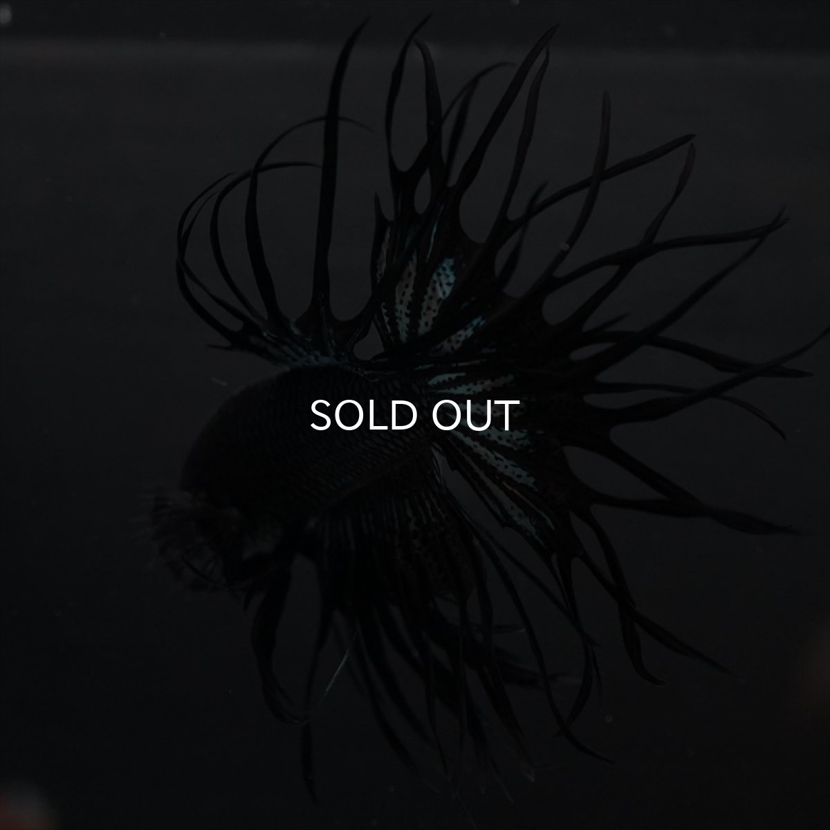 画像9: KCT　キングクラウン　ブラックカッパー (9)